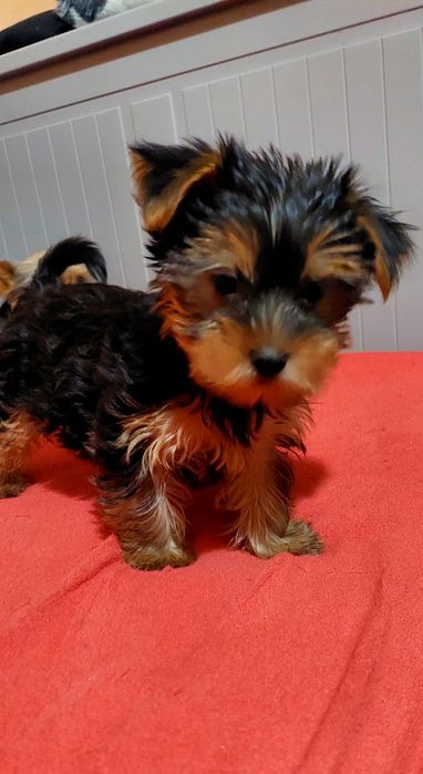 Yorkshire Terrier mini 5 luni