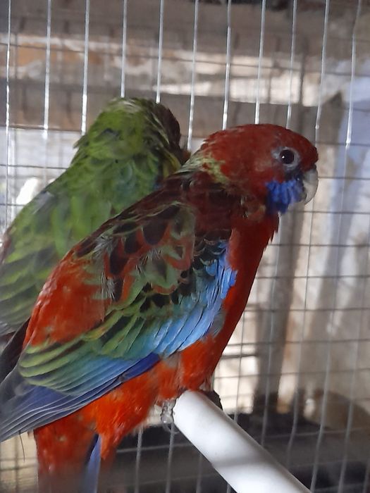 Papagalii rosella și cântători