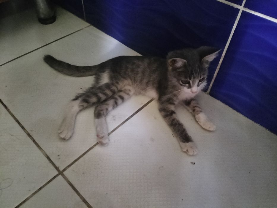 Котёнок в добрые руки мальчик