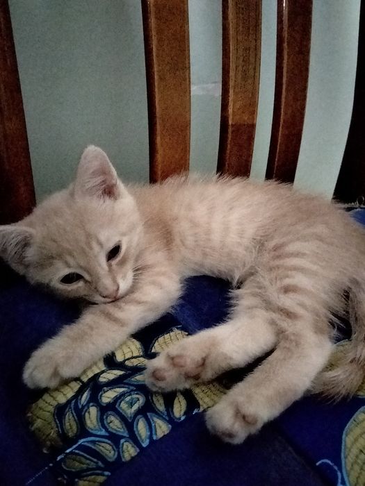Отдам бесплатно котенка