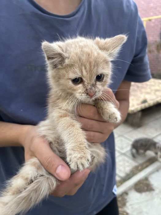 Отдам котят в добрые руки