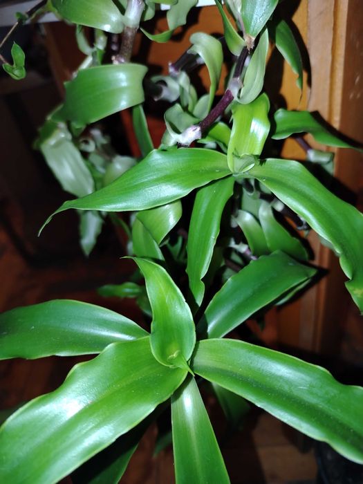 Стайни цветя различни видове