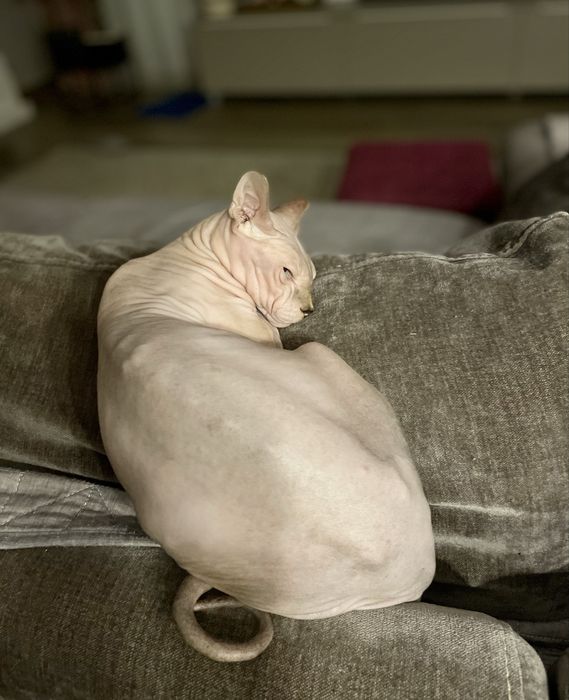 Donez Sphynx Canadian