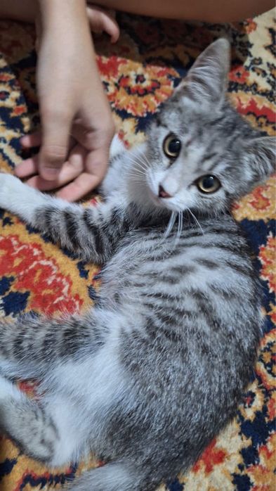 Отдам котенка в хорошие руки