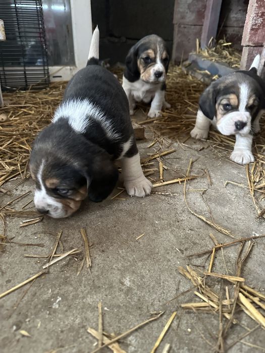 2 pui de beagle disponibili