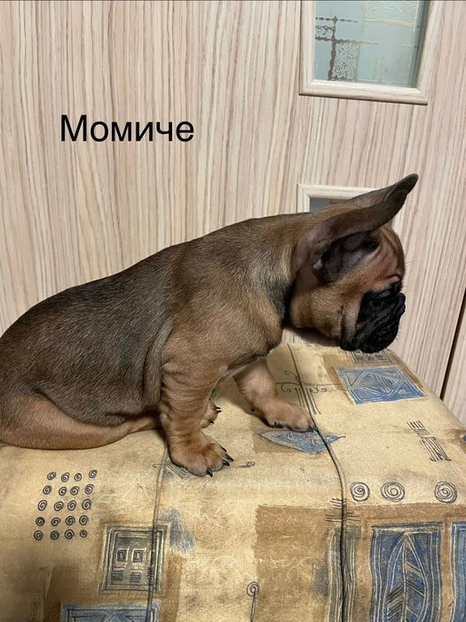 Френски   булдог