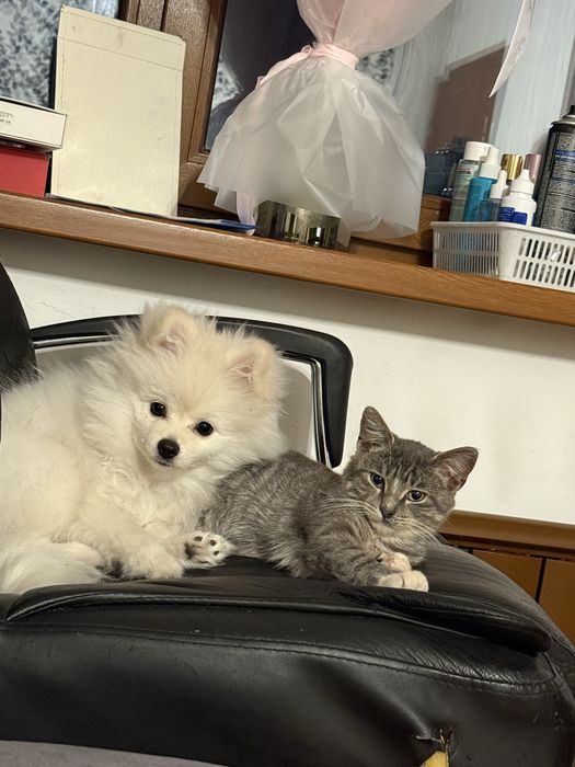 Шпиц с родословной