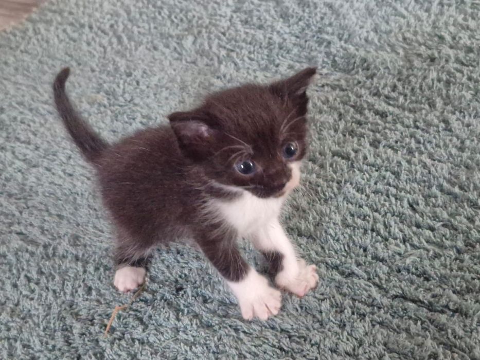 Котенок мальчик в добрые  руки