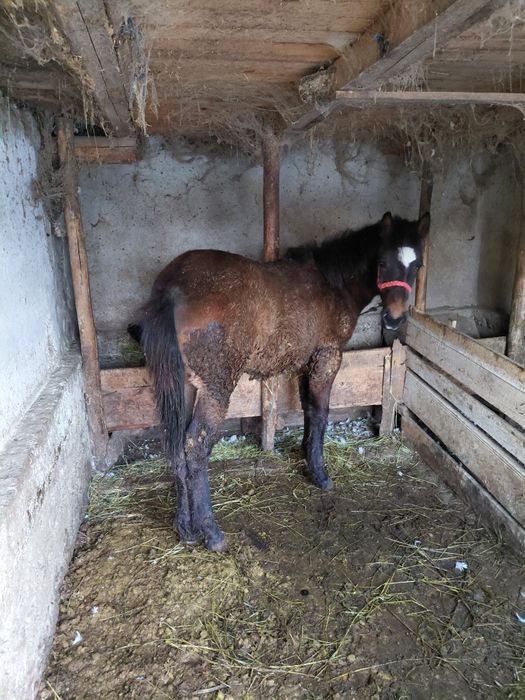 Vând mânz de 7 luni