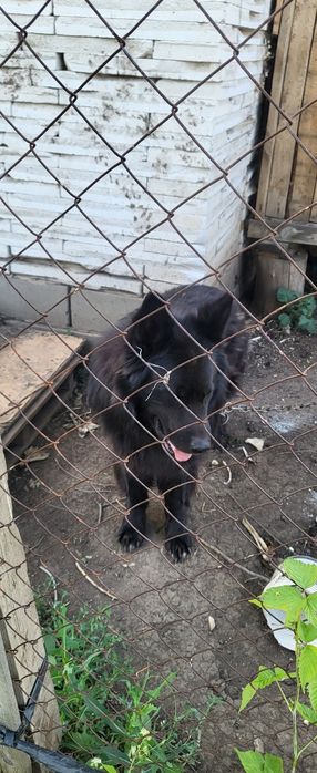 Овчарка длинно шерстный продам