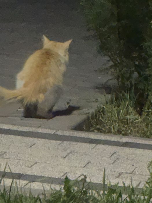 Кошка ищет хозяев
