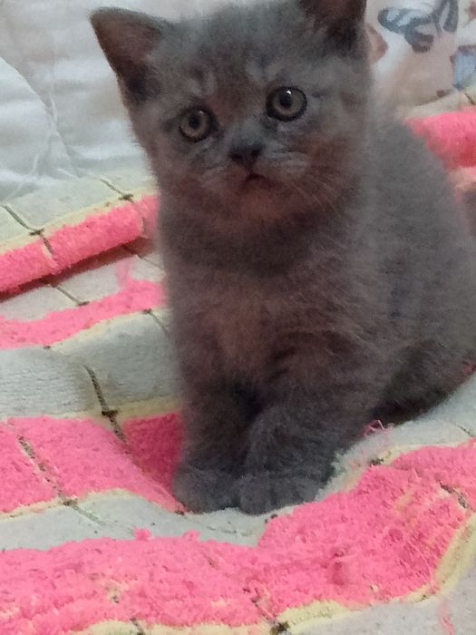 Котята Брианцы Элитные