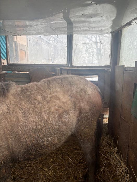 Байтал Кобыла Лошадь Жылқы