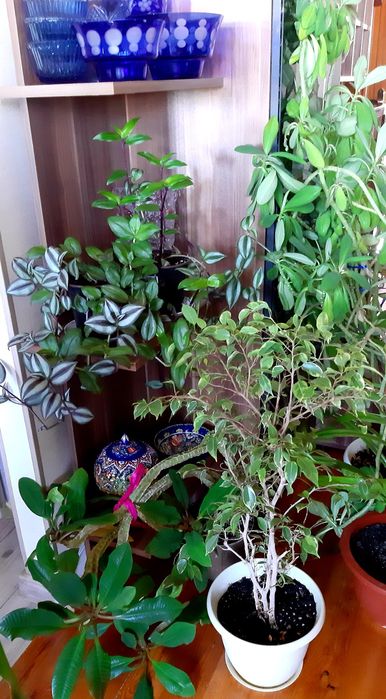 Продам комнатные цветы