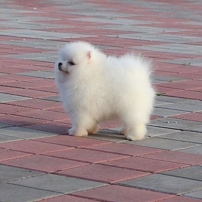 Шикарный мальчик померанского шпица