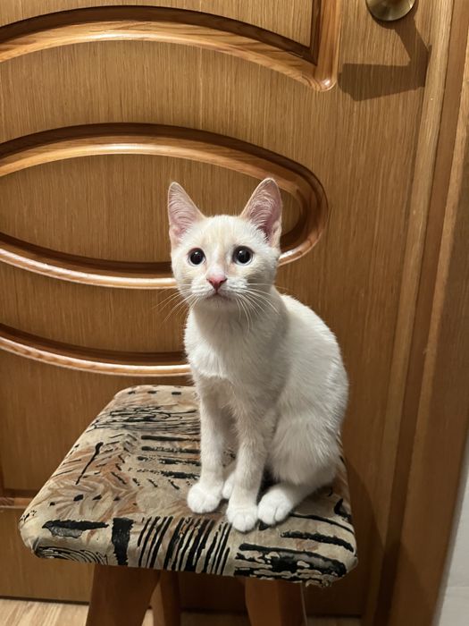 Котенок в добрые руки