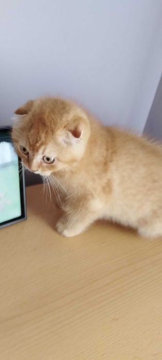 Златни чинчили шотландско клепоухо котенце