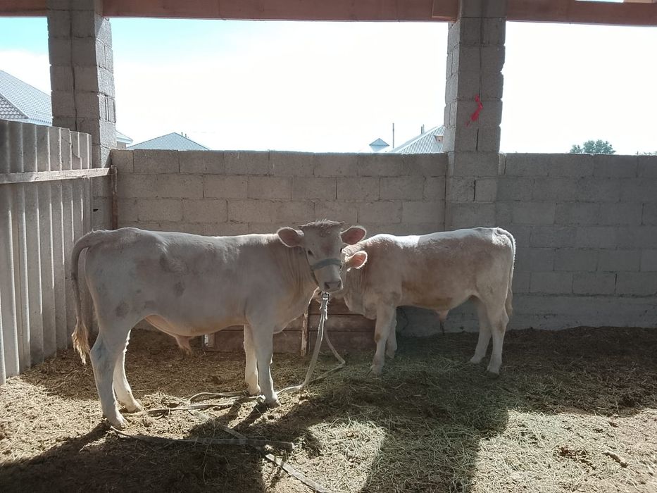 Әулиекөл бұқалар сатылады