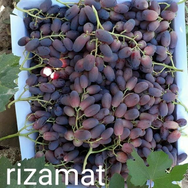 Mast xotinlar erlarini aldashadi