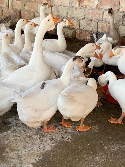 Gâște, un an, de vânzare