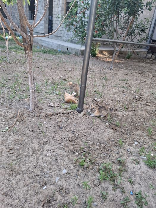 Мушук болалари текин