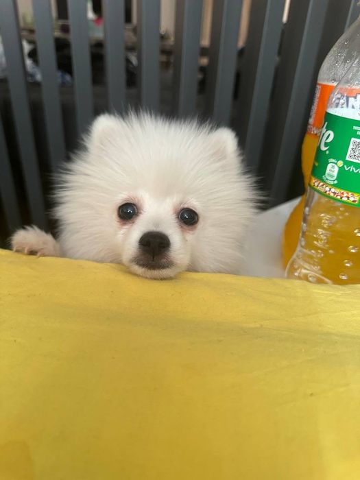 Померанский шпиц