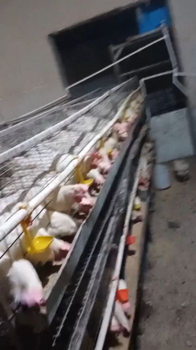 Ломан бираво товуклари