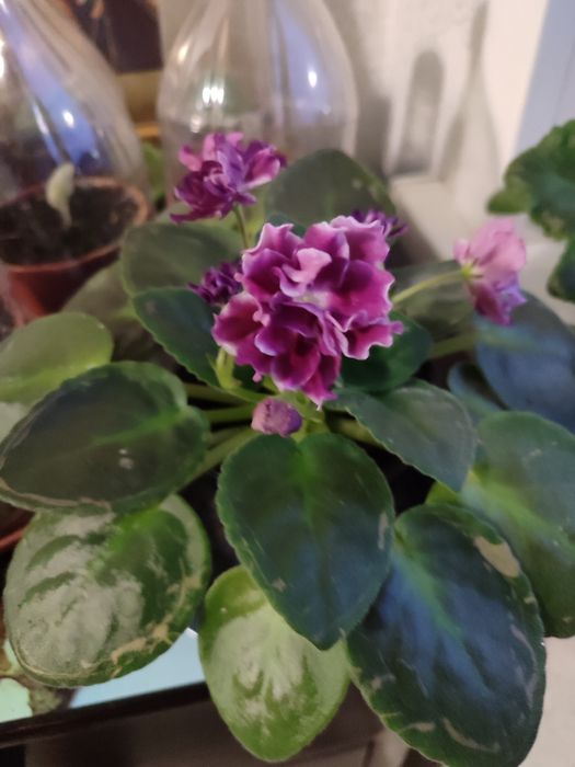 Фиалки сенполии сортовые разные