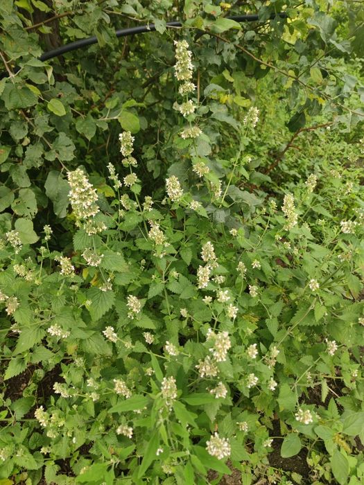 Продам  мяту для здоровья