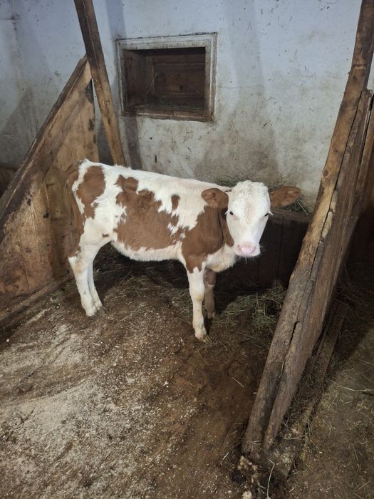 Vând o vițică bălțată și una angus