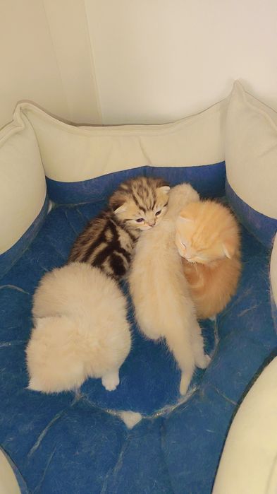 BRON. Skotish fold skotish straight britan