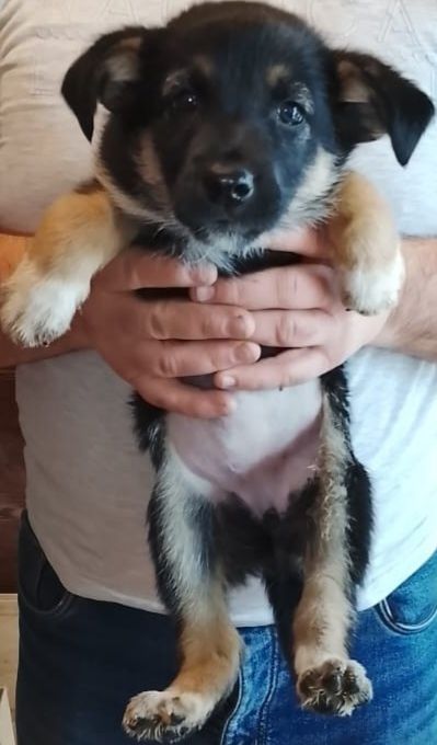 Срочно отдам 2-х щенков немецкой овчарки девочек