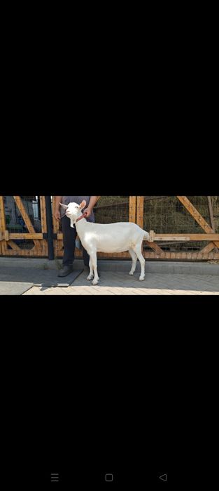 Альпийская козочка