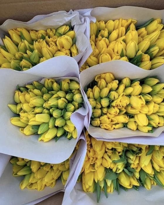 Тюльпаны оптом на заказ