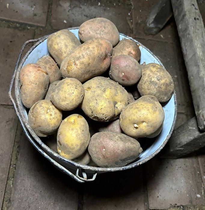 картофель дачный