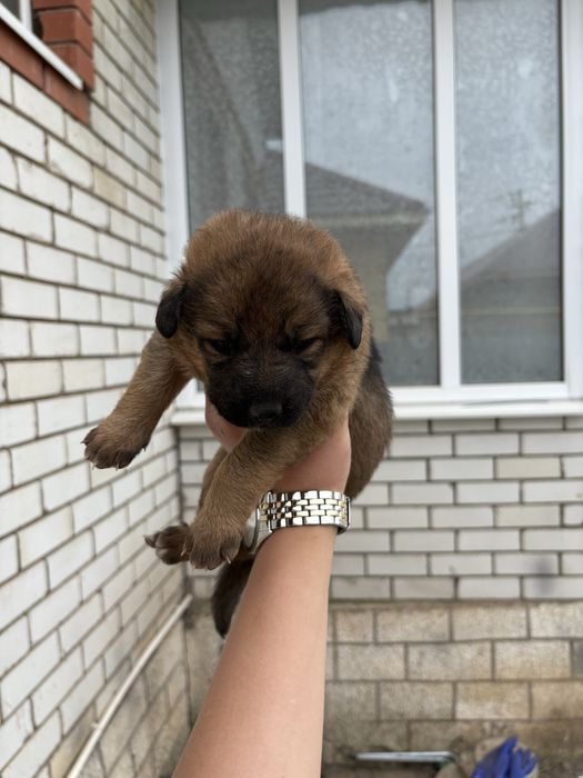 продаются щенки немецкой овчарки