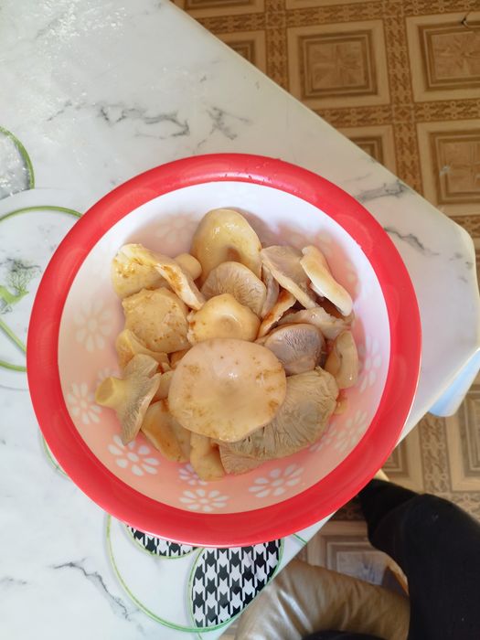 продам грибы грузди