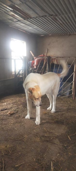 Продам мощную суку Алабая