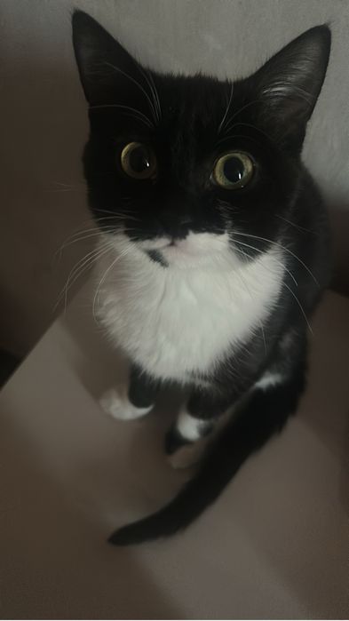 котик,10месяцев.