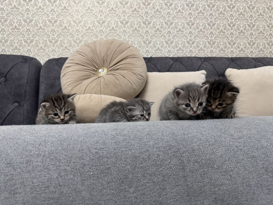 Котята ищят свой дом
