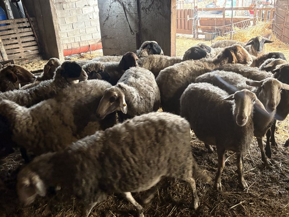 Продаваме овце дамазлък