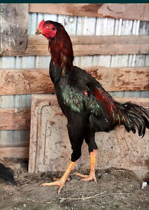 Бойцовый Дакан джужик