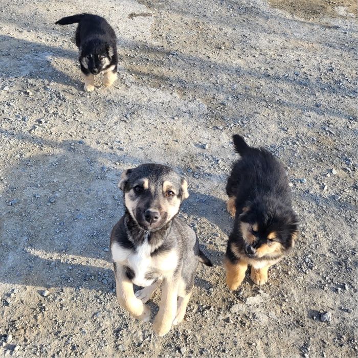 Щенки в добрые руки