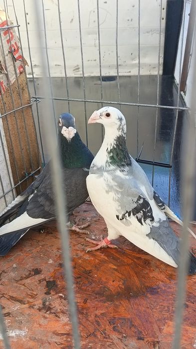 pereche porumbei voiajori italieni