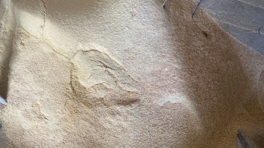 Корм  бидай,  жүгері жемі