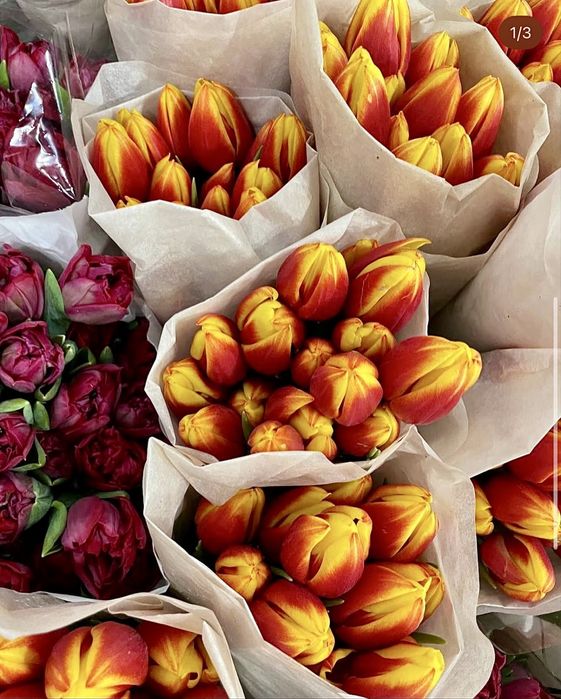 Свежие Тюльпаны-Голландия,Костанай