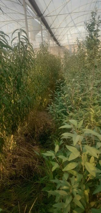 Bodom niholi sotiladi.