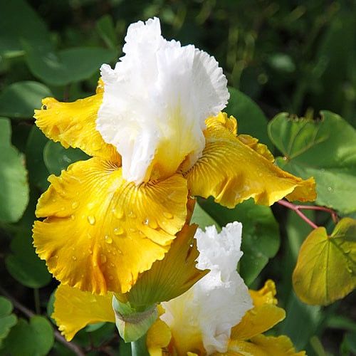 Ирис махровый, Голландия