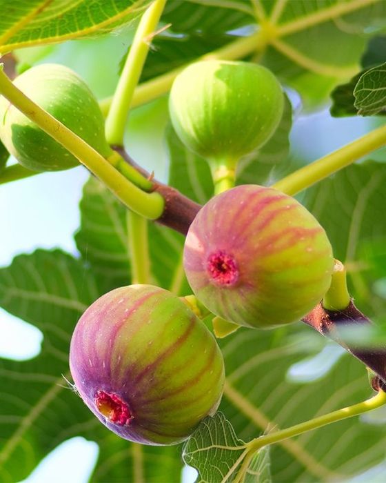 Smochin firoma dulce