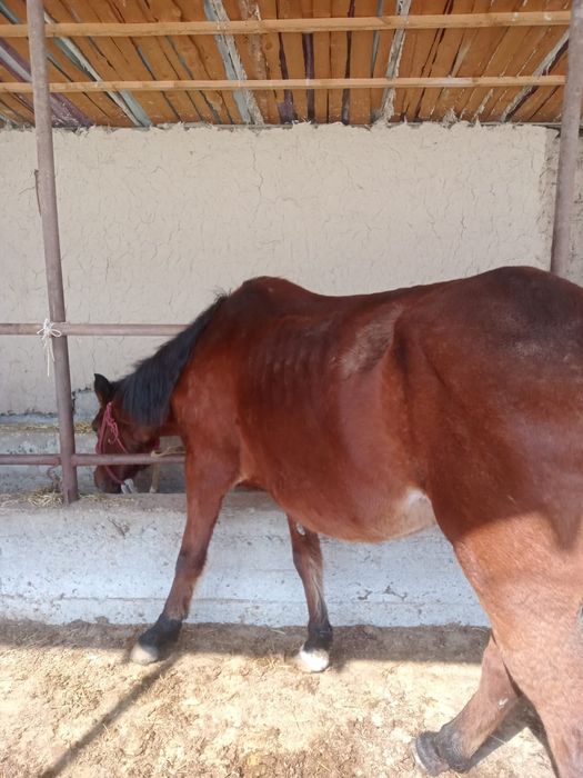 Жуас бие саумалы